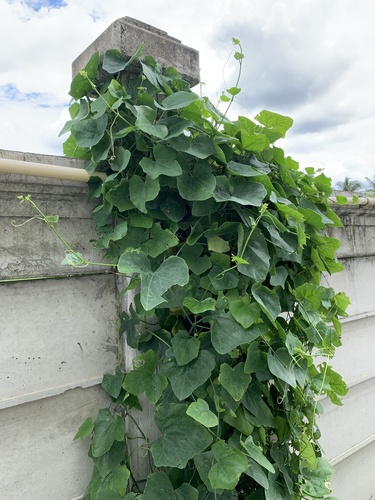Ivy gourd