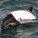 Commerson's Dolphin - Photo (c) Mason Maron, all rights reserved, uploaded by Mason Maron