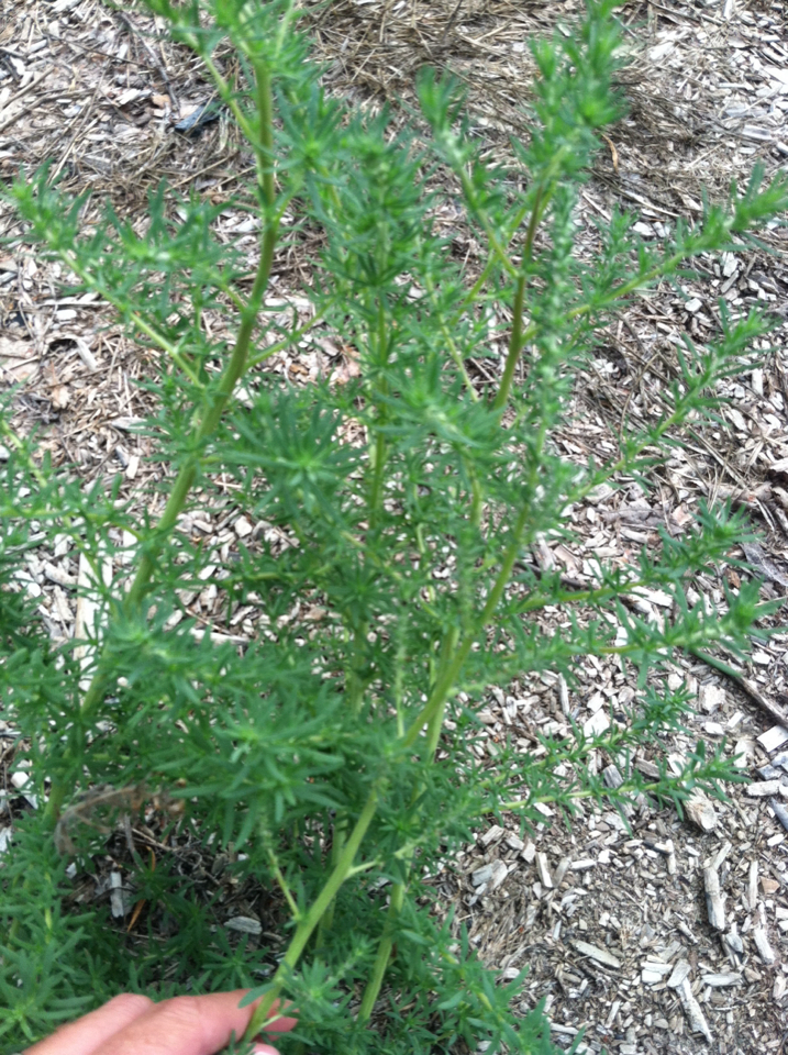 summer-cypress from 17051747 Glanville Rd, Santa Paula, CA, US on July ...