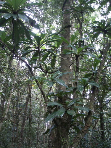 Ceodes gigantocarpa