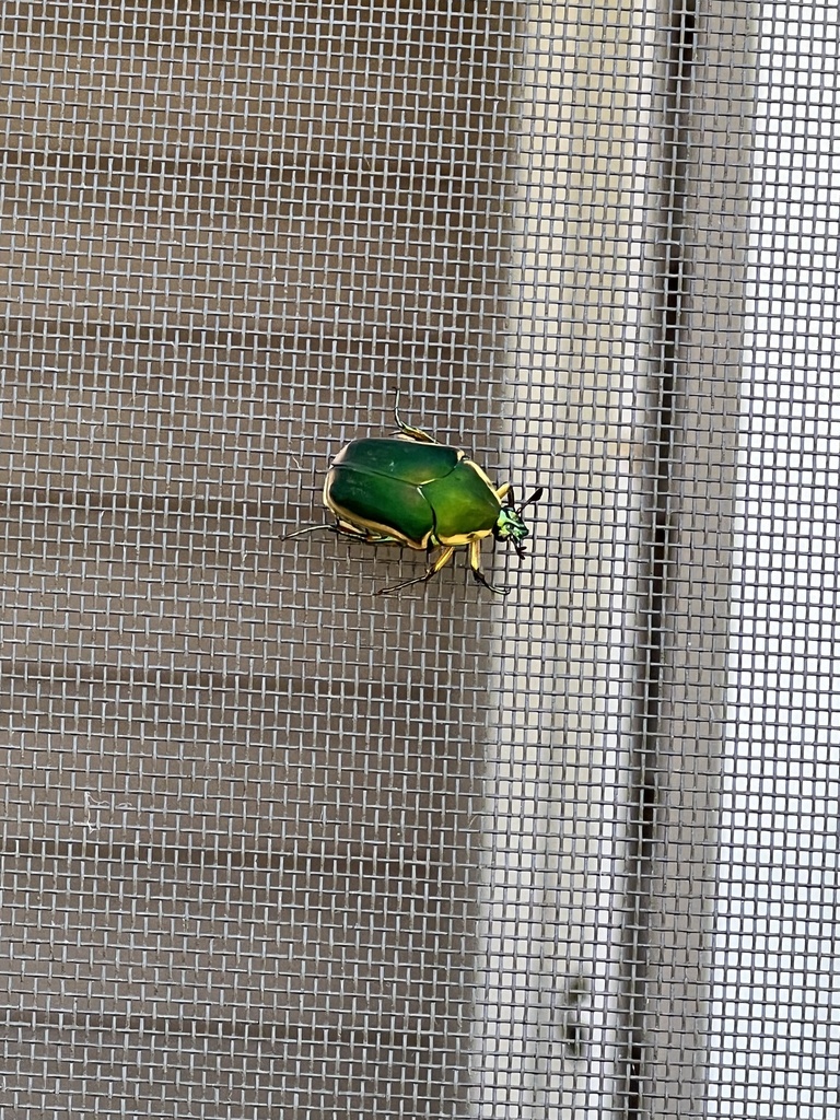 Common Green June Beetle From S Regulator Dr Cambridge MD US On   Large 