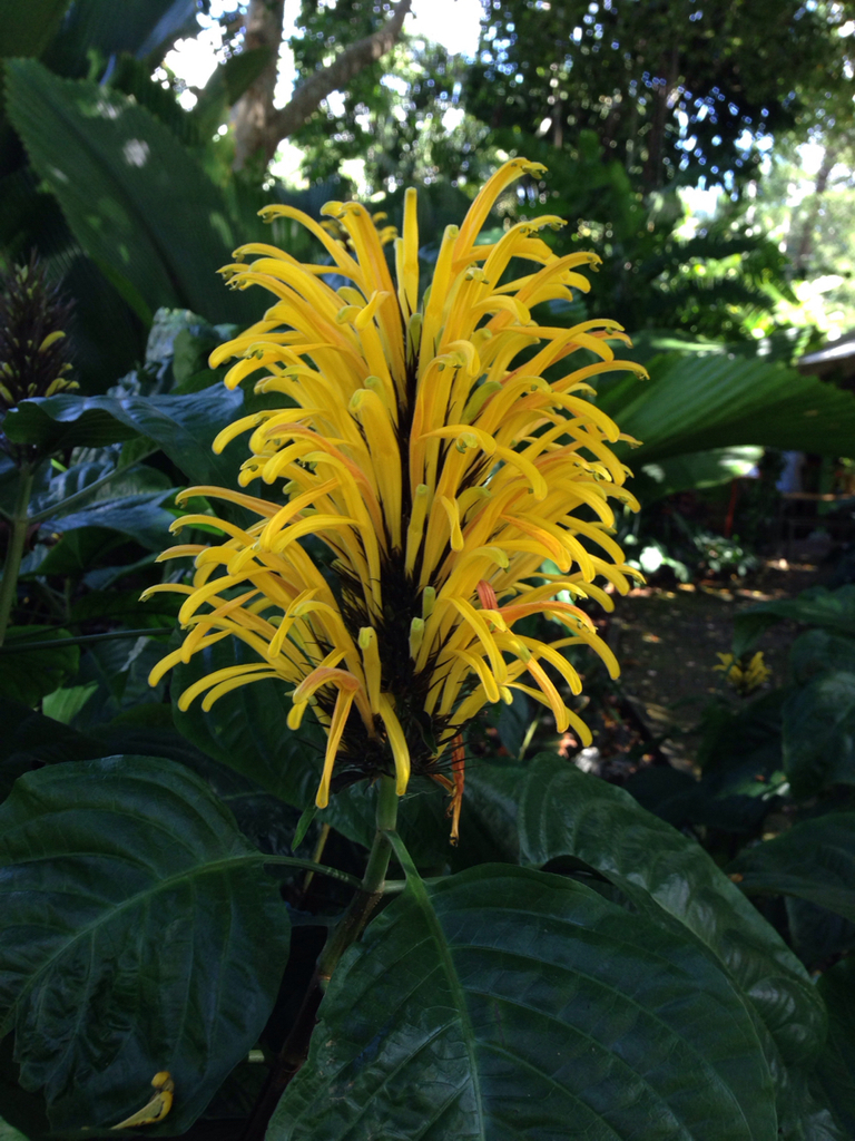 Yellow jacobinia