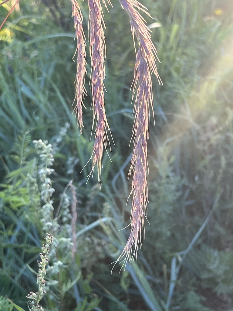 Siberian Wild Rye from Khentii, MN on August 2, 2022 at 07:35 PM by ...