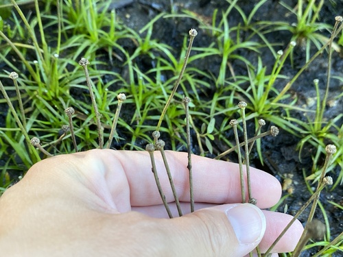 Parker's pipewort (Eriocaulon parkeri) · iNaturalist