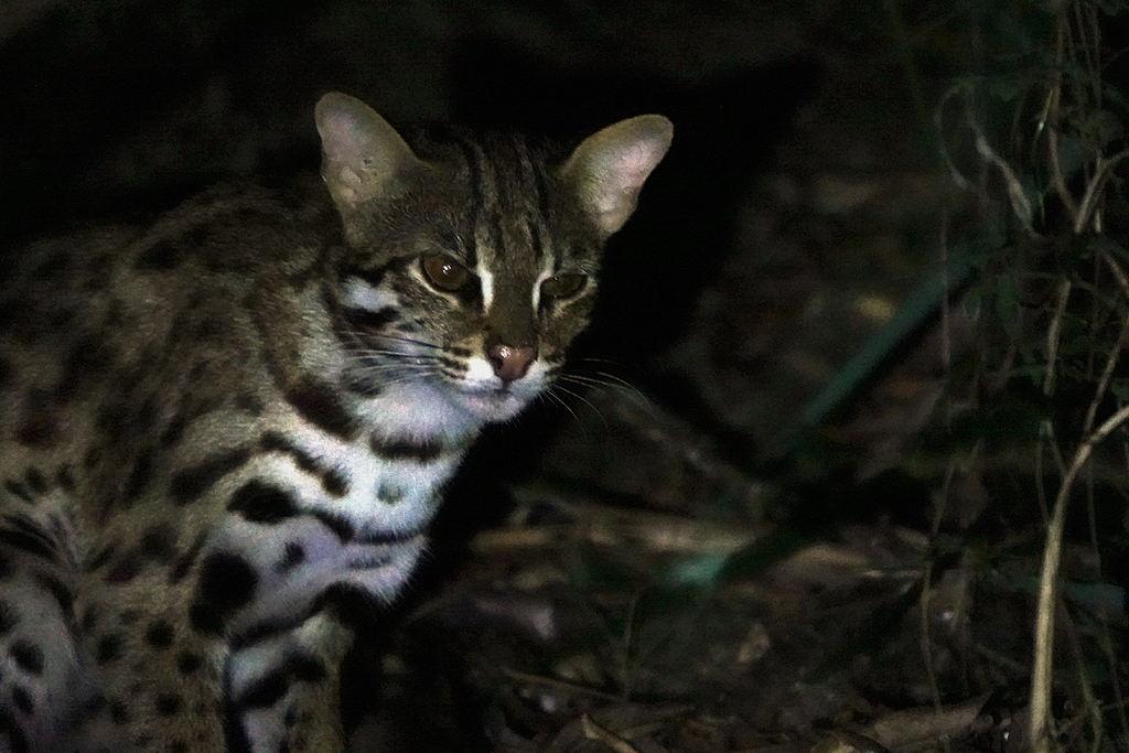 Mainland Leopard Cat In July 2022 By Carol Kwok · Inaturalist