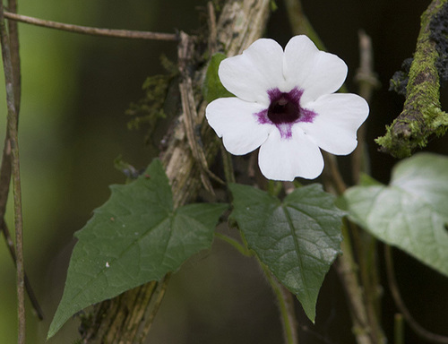 Thunbergia mildbraediana