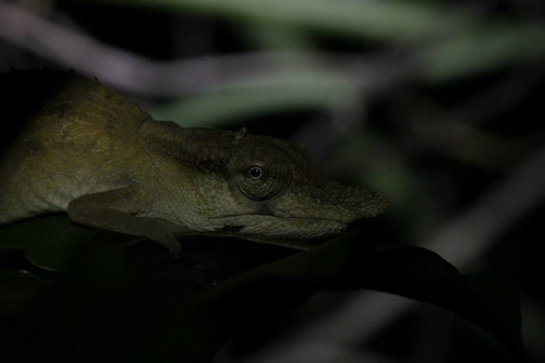 Boettger's Chameleon
