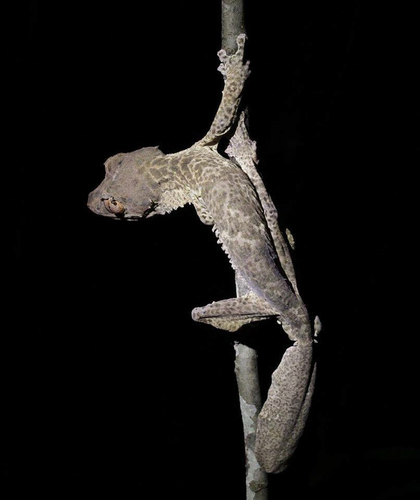 Henkel's Leaf-tailed Gecko