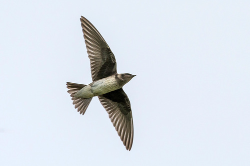 Purple Martin