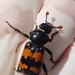 Margined Burying Beetle - Photo (c) Becca Freant, all rights reserved, uploaded by Becca Freant