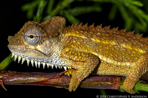 Helmeted Chameleon