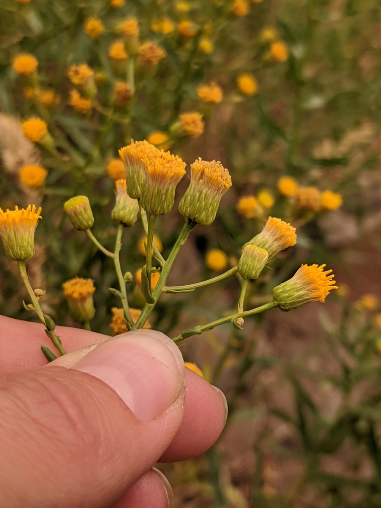 California Rayless Daisy from Steens Mtn, OR 97721, USA on July 30 ...