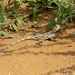 Somali Painted Agama - Photo (c) Chris Anderson, all rights reserved, uploaded by Chris Anderson