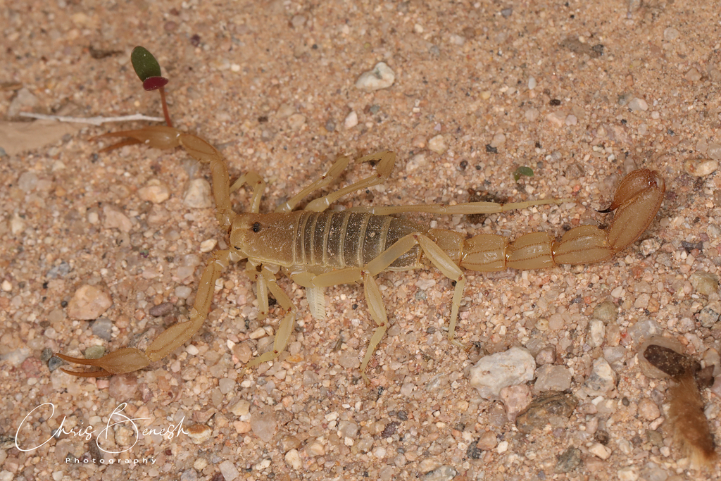 Yellow Devil Scorpion from Pima County, AZ, USA on August 02, 2022 at ...