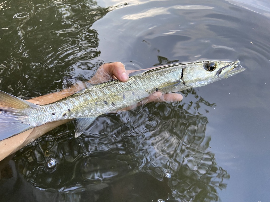 Great Barracuda in July 2022 by species_spotlight · iNaturalist