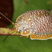 Paropsis dilatata - Photo (c) Martin Lagerwey, todos los derechos reservados, subido por Martin Lagerwey