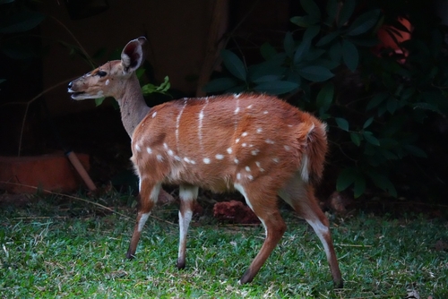 Southern Bushbuck