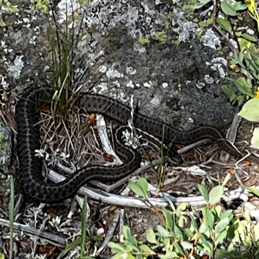 Wandering Garter Snake from CaribouTarghee National Forest, Island