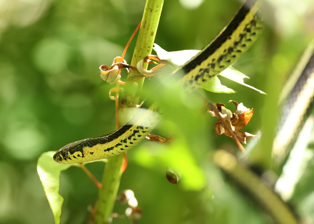 Butler's Garter Snake In July 2022 By Rita Flores Wiskowski · INaturalist