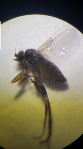 Gymnoptera longicostalis