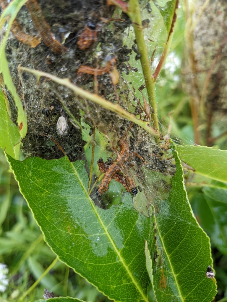 Butterflies and Moths from Rockford, IL 61101, USA on August 03, 2022 at 0136 PM by Sandra
