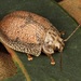 Paropsis omphale - Photo (c) Martin Lagerwey, todos los derechos reservados, subido por Martin Lagerwey