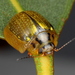 Paropsisterna agricola - Photo (c) Martin Lagerwey, todos los derechos reservados, subido por Martin Lagerwey