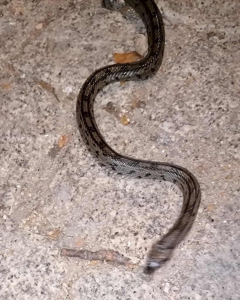 Ladder Snake from 6320021, Portugal on August 03, 2022 at 0916 PM by