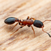Boreal Thin Ant - Photo (c) Frederik Leck Fischer, all rights reserved, uploaded by Frederik Leck Fischer