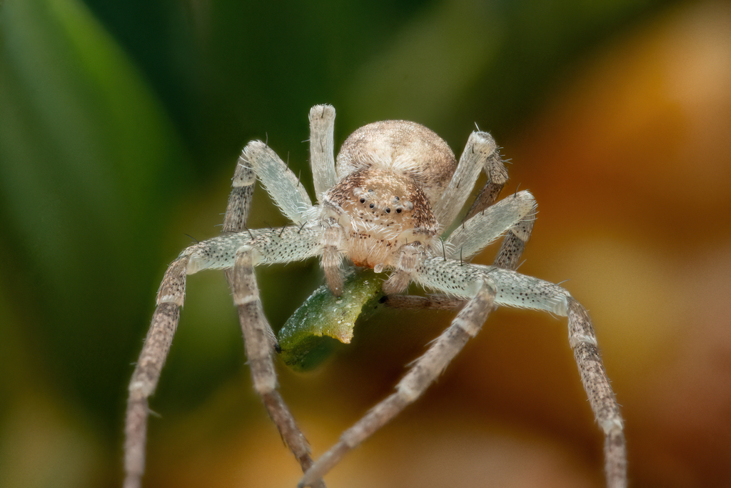 Philodromus albidus from København SV, 2450 København, Danmark on April
