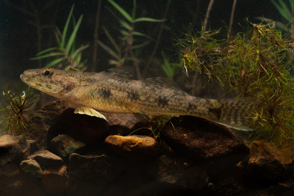 Translucent Goby