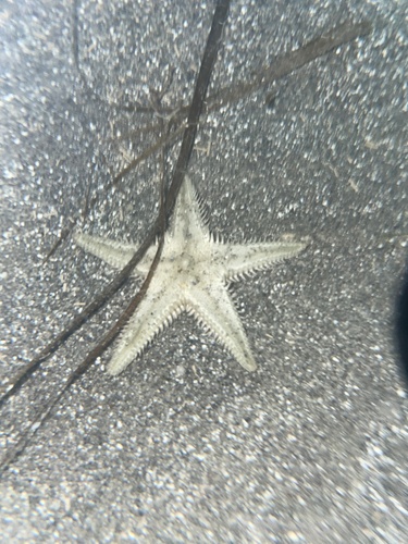Astropecten platyacanthus