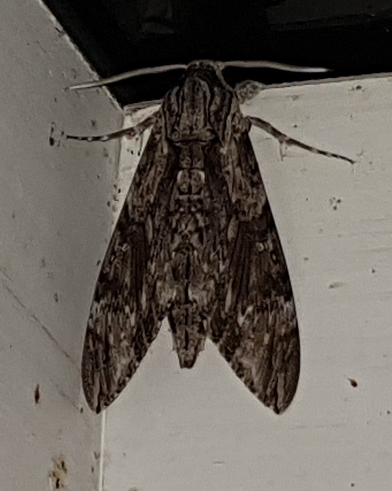 Convolvulus Hawkmoth From 87679 Westendorf Deutschland On August 3