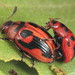 I-Mark Leaf Beetle - Photo (c) Martin Lagerwey, all rights reserved, uploaded by Martin Lagerwey