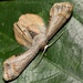Phazaca theclata - Photo (c) Roger C. Kendrick, todos los derechos reservados