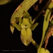 Capanemia theresae - Photo (c) Johann Macedo, all rights reserved, uploaded by Johann Macedo