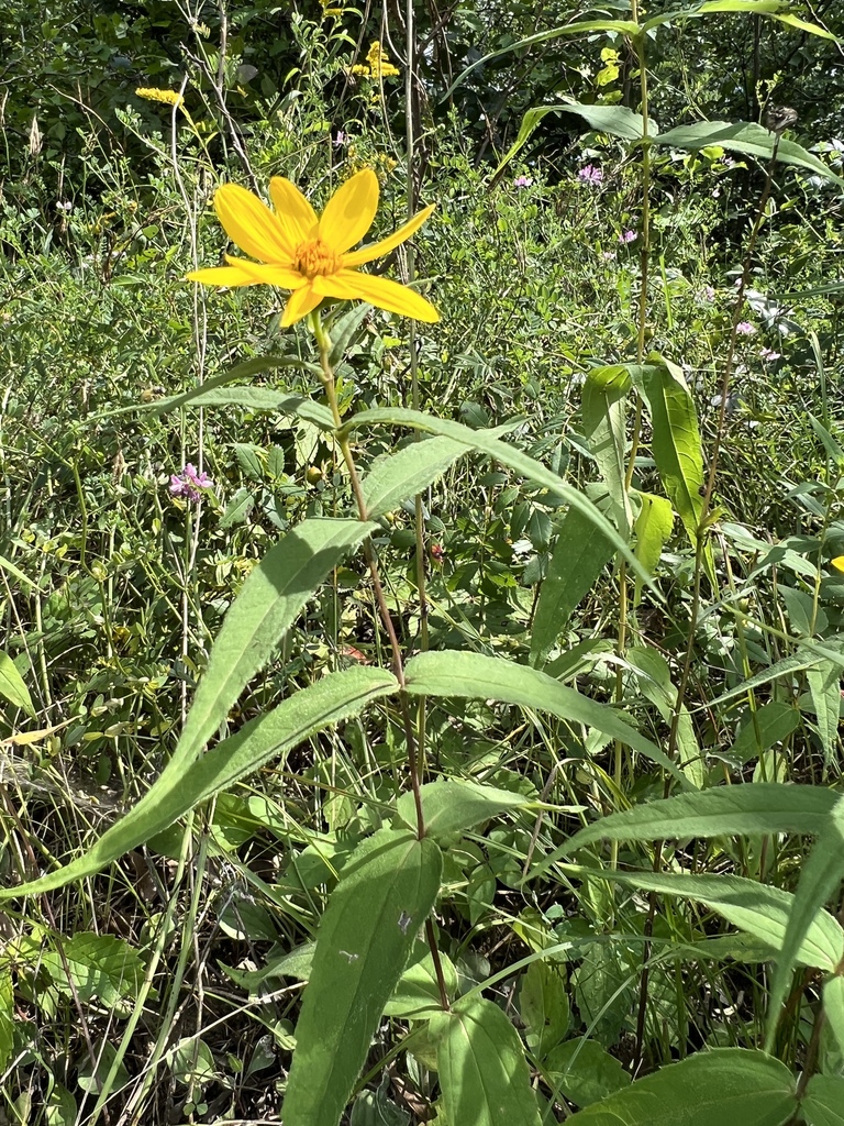 Helianthus divaricatus — a medium houseplant, prefers full sun light