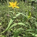 Helianthus divaricatus - Photo 由 Esteban M. Coria 所上傳的 (c) Esteban M. Coria，保留所有權利