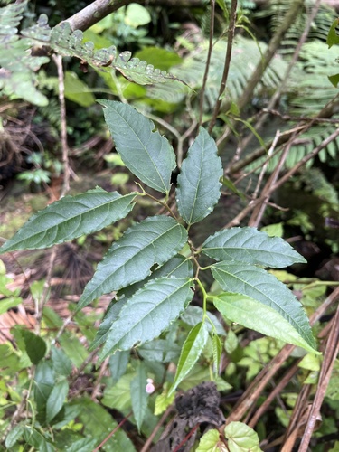 Banara portoricensis