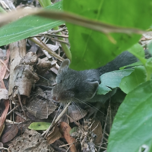 Asian Gray Shrew (Crocidura attenuata) — Least Concern Mammalia