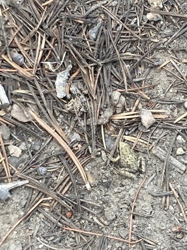 iNaturalist observation photo of Pacific chorus frog