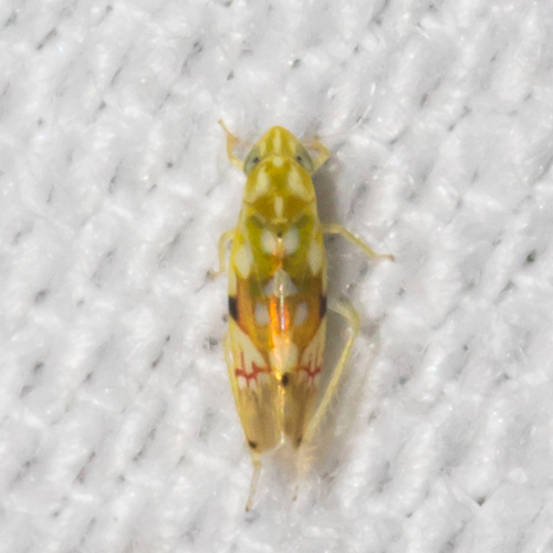 Erythroneura reflecta McAtee, 1924