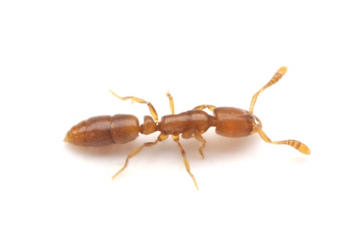 Ponera exoticaPonera exotica
