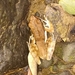 Floresian Frog - Photo (c) yusran26, all rights reserved