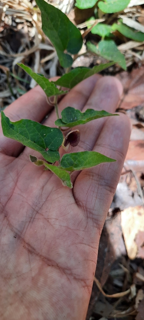 Camote de indio