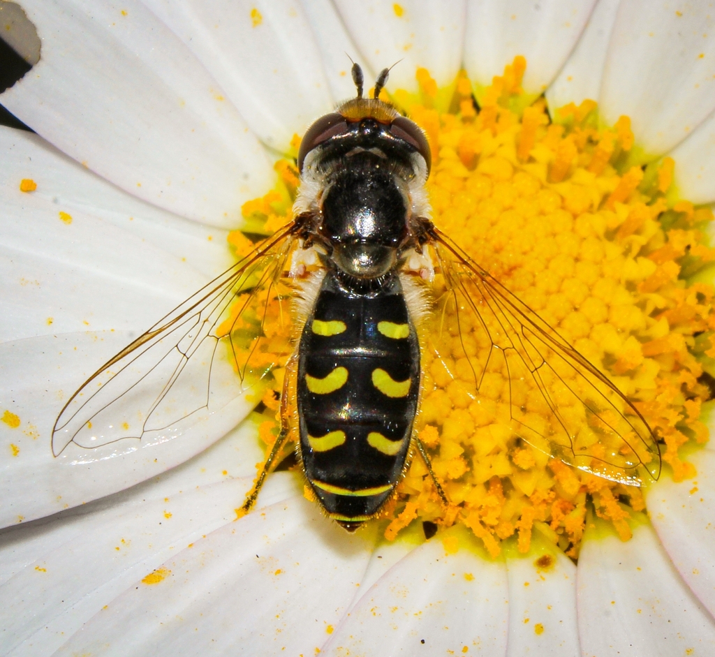 Black-Spotted Flower Fly
