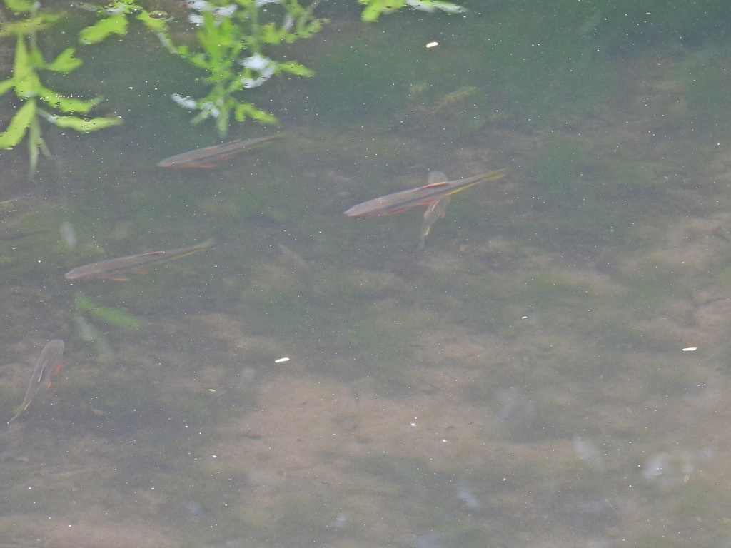 Japanese Dark Chub from Tatebekitacho, Higashiomi, Shiga 527-0003 ...