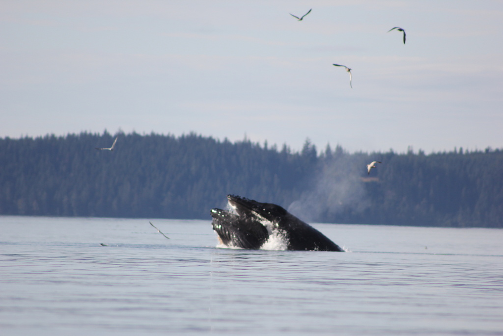 Humpback Whale from Swanson Island, Mount Waddington A, BC, CA on ...