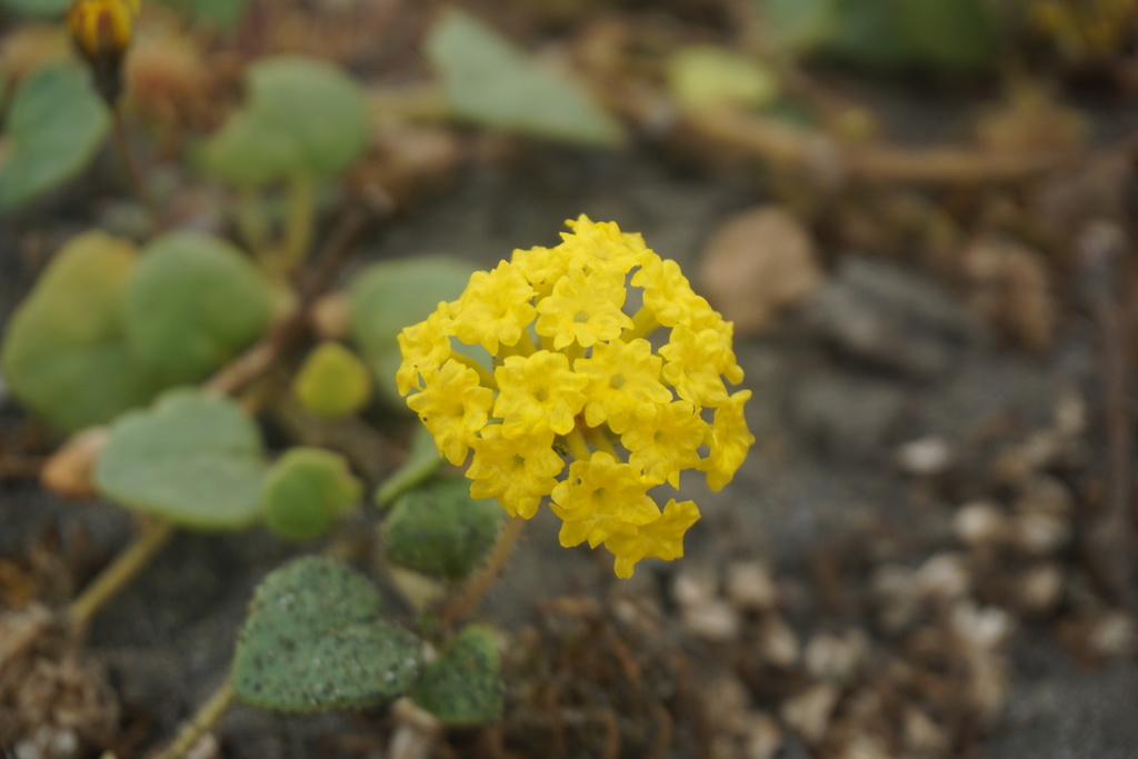 Abronia umbellata - Wikipedia