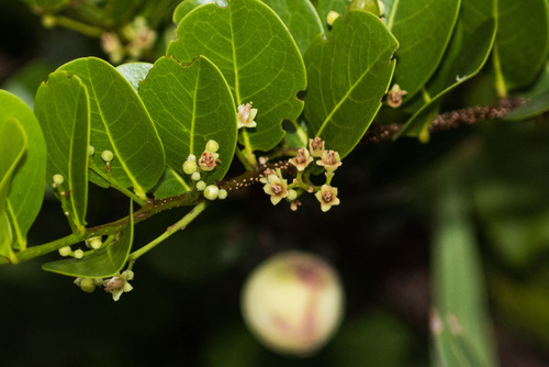 Cocoplum